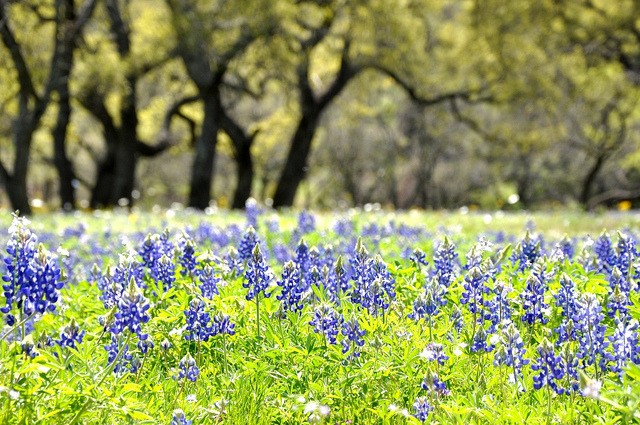 ngam hoa bluebonnet tuyet dep o texas